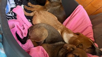 Zbiórka Transport psiakow - miniaturka zdjęcia