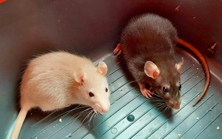 Zbiórka Czerwiec w DT "Ogoniaste" - zdjęcie główne