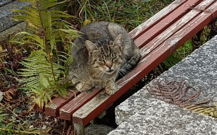 Zbiórka Koty z cmentarza - zdjęcie główne