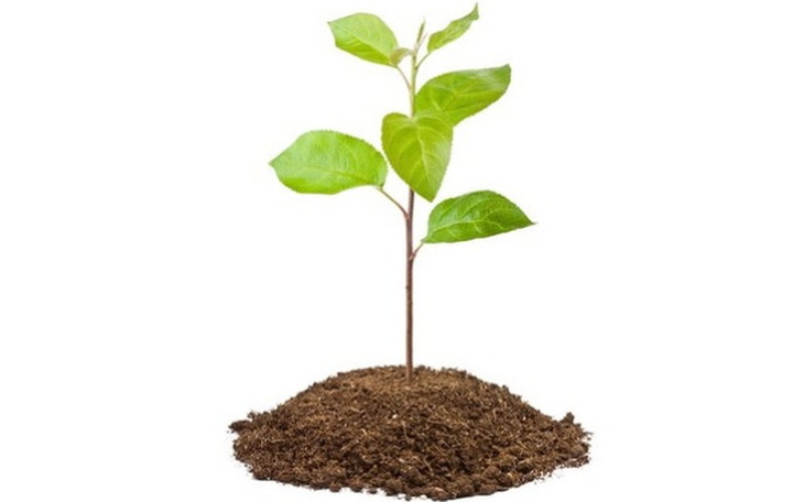 Zbiórka Posadźmy drzewa w Daszewie - zdjęcie główne