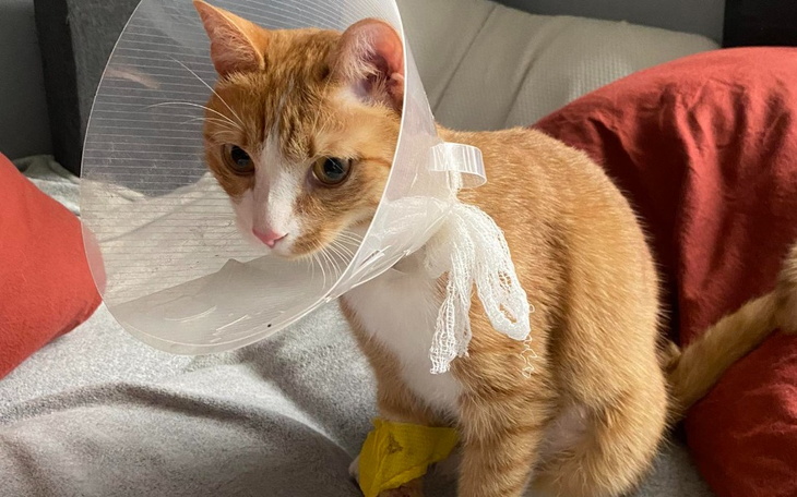 Zbiórka Spłata operacji brzucha Topika - zdjęcie główne