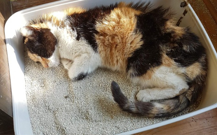 Zbiórka Nercia potrzebuje pomocy - zdjęcie główne