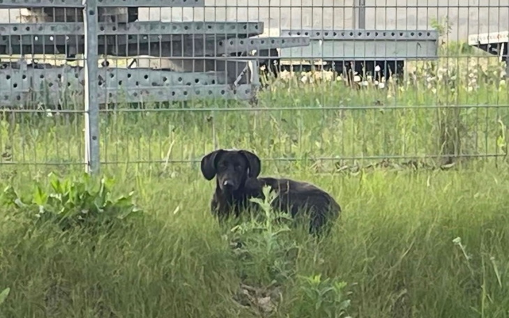 Zbiórka Transport ratunkowy dla psiaków - zdjęcie główne