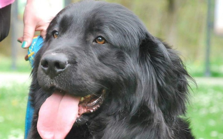 Zbiórka Na leczenie psiej seniorki - zdjęcie główne