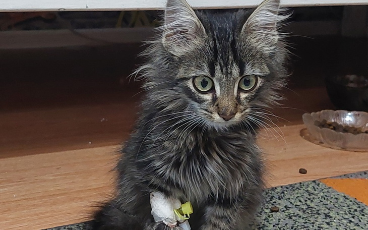 Zbiórka Rocky walczy z zapaleniem płuc - zdjęcie główne