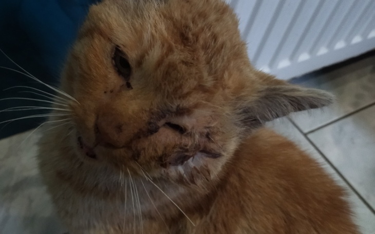 Zbiórka By uratować bezdomnego kota - zdjęcie główne