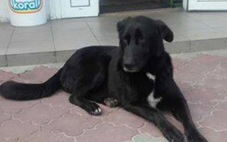 Zbiórka Wyrzucana jak ŚMIEĆ - Pomóżcie ! - zdjęcie główne