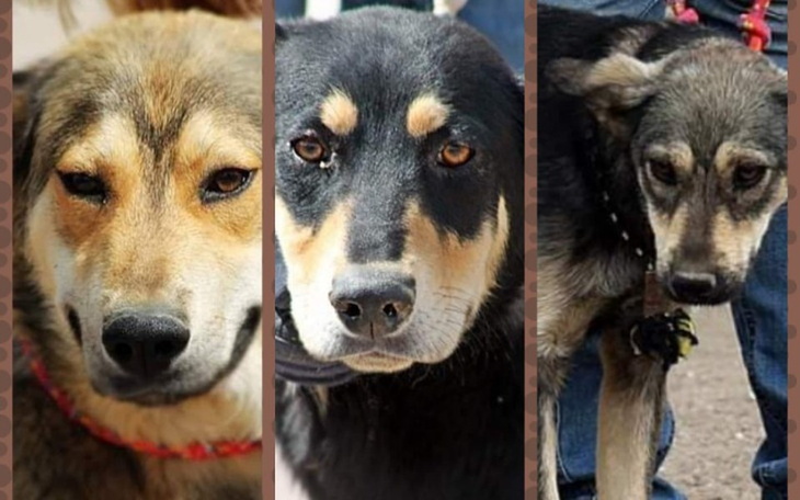 Zbiórka Trzy życia do uratowania - zdjęcie główne