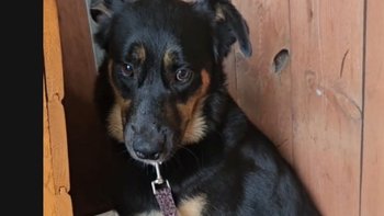 Zbiórka Na hotelik dla biednego Rico - miniaturka zdjęcia