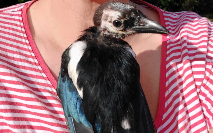 Zbiórka Na utrzymanie kalekich ptaków - zdjęcie główne