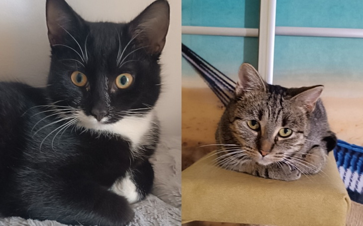 Dwa koty na tle plaży, jeden czarno-biały, drugi pręgowany.