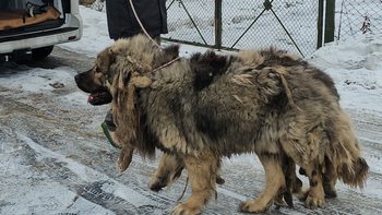 Zbiórka TEDDY - skazany na dożywocie - miniaturka zdjęcia