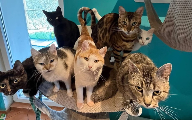 Koty w różnorodnych kolorach, gotowe do adopcji.