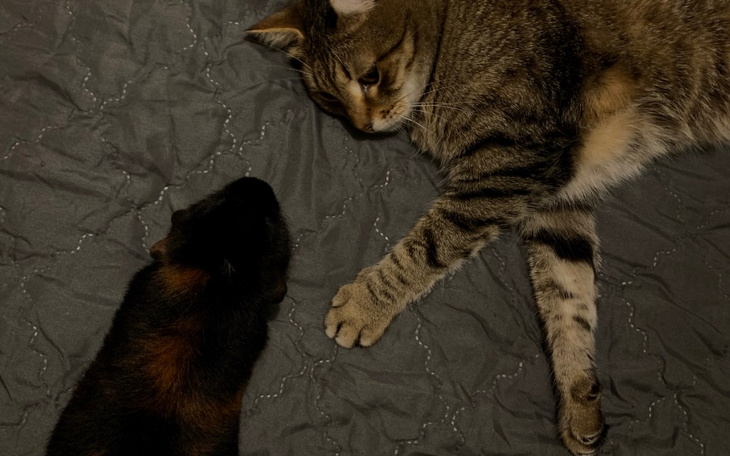 Kot i świnka morska leżące obok siebie na łóżku.