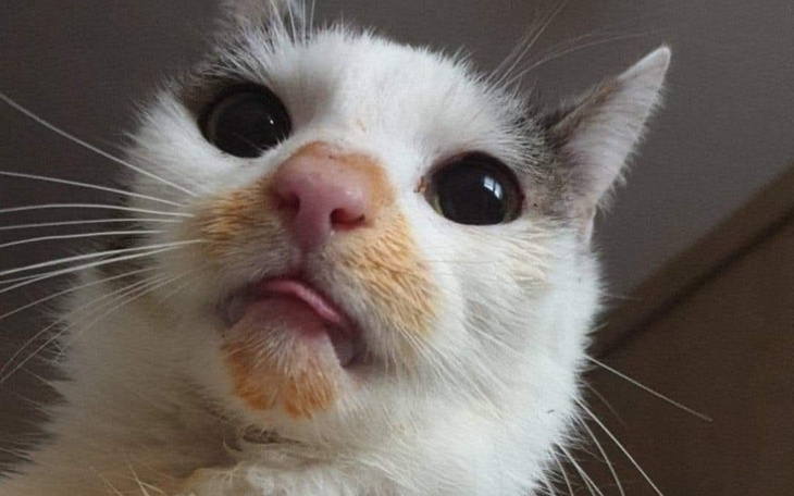 Kot z wyrazem zdziwienia, z widocznymi plamami na pyszczku.