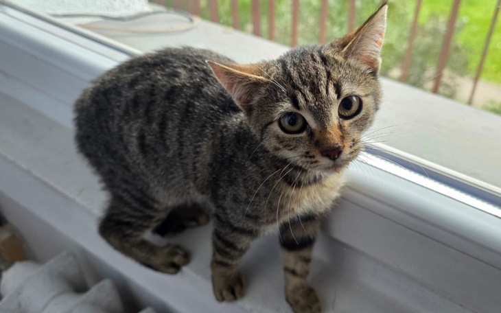 Mały kotek na parapecie, patrzący w stronę kamery.