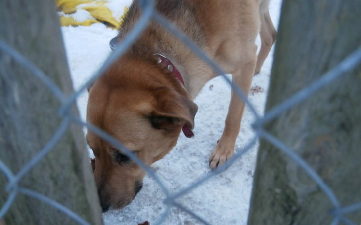 Zbiórka Szczęśliwe życie dla piesków - zdjęcie główne