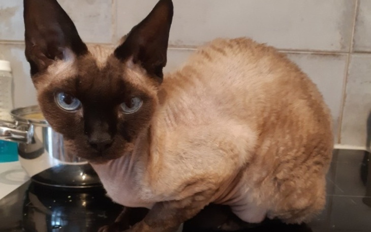 Zbiórka Pomoc dla Lulka - zdjęcie główne