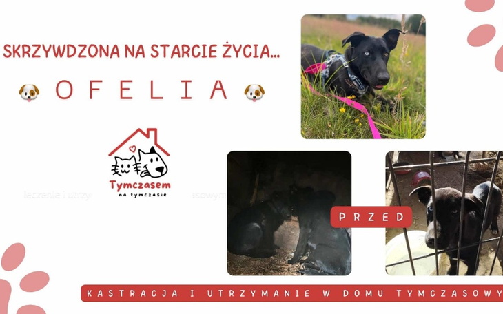 Zbiórka Skrzywdzona na starcie życia... - zdjęcie główne