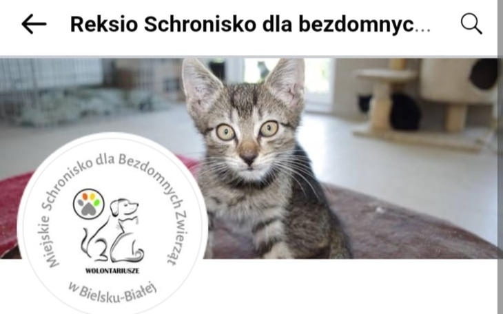 Zbiórka Kotki i pieski z schroniska - zdjęcie główne