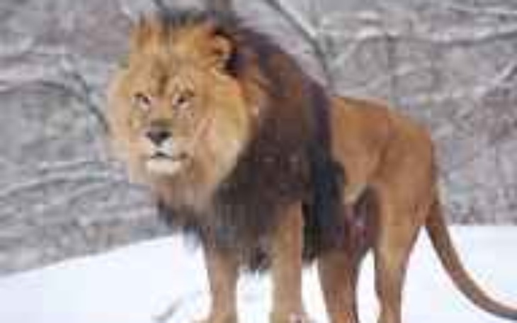 Zbiórka ZbieramNaLWA - zdjęcie główne