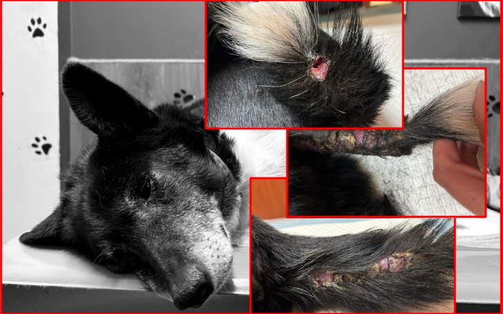 Chory pies z ranami na ogonie i łapie, potrzebuje pomocy.