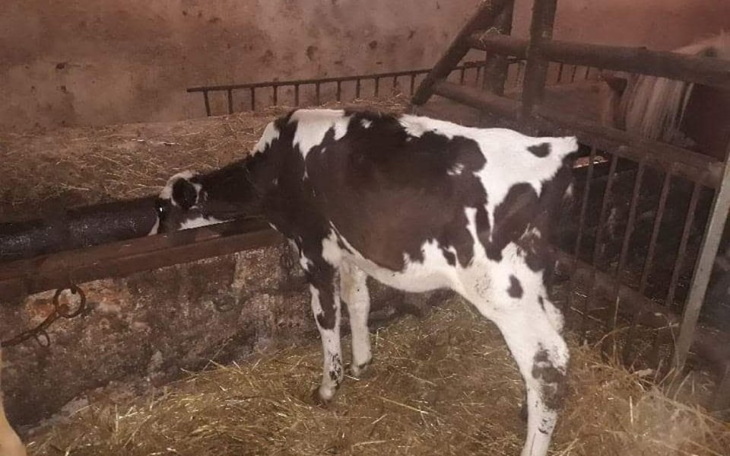 Zbiórka Malutkie Muuu chce zyc.Ma 2miesi - zdjęcie główne