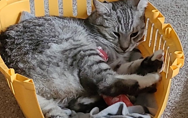 Zbiórka Dla kota Filipa - zdjęcie główne