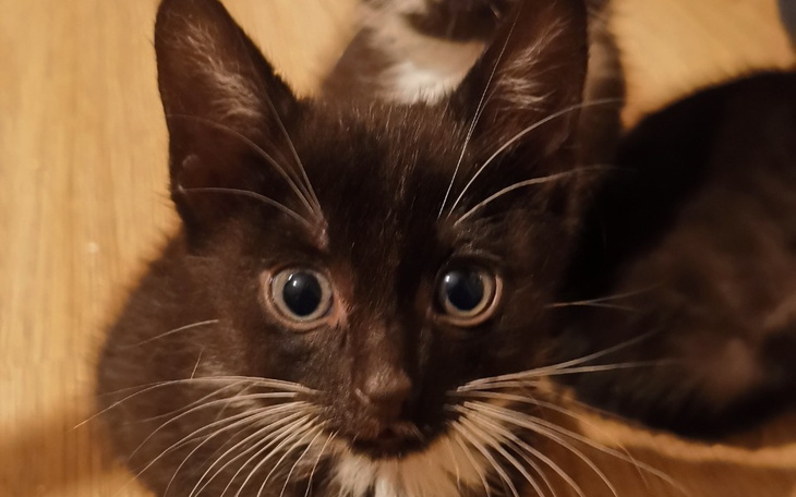 Zbiórka Surowica i leki przeciwwirusowe - zdjęcie główne