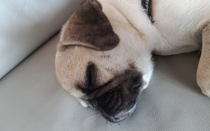 Zbiórka Pomoc 4 miesiecznemu mopsikowi - zdjęcie główne