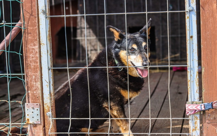 Pies w klatce, z radosnym wyrazem pyszczka.