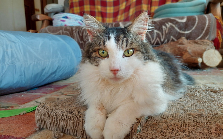 Kot leżący na dywanie, z wyrazistymi zielonymi oczami.