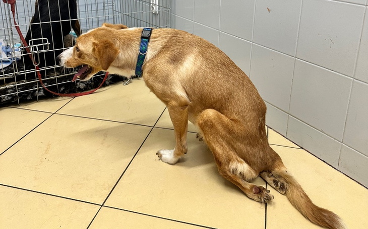 Pies w schronisku, siedzący na podłodze, z wyrazem smutku.