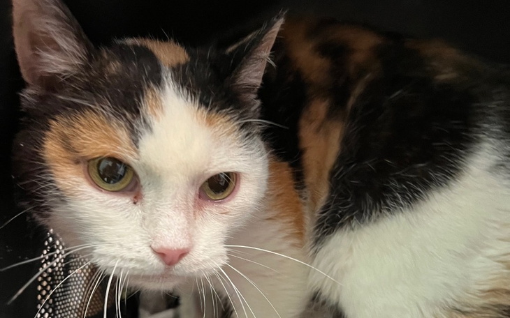 Zbiórka Rozetka prosi o wsparcie - zdjęcie główne