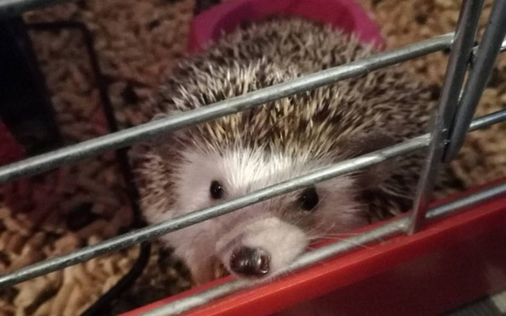 Zbiórka Operacja dla jeża - zdjęcie główne