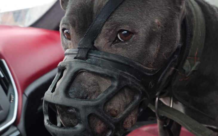 Pies w kagańcu siedzi w samochodzie, patrząc w stronę kierowcy.