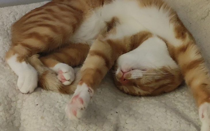 Zbiórka Kastracja czitosika - zdjęcie główne