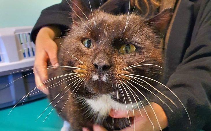 Zbiórka Leczenie bezdomnego gustawa - zdjęcie główne