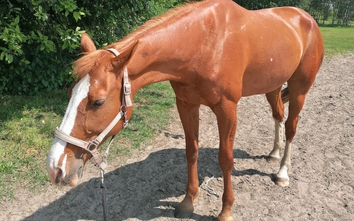 Zbiórka Pilny wyjazd do kliniki - zdjęcie główne