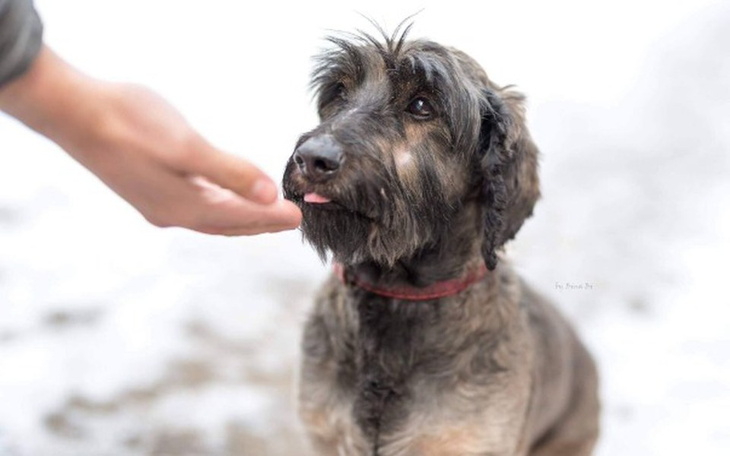 Zbiórka Pomoc dla Mopika z interwencji! - zdjęcie główne