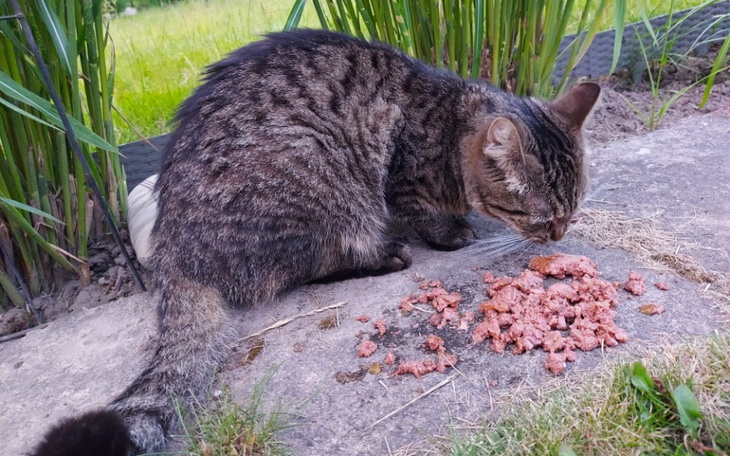 Zbiórka Na wikt i opiekunek dla kotków - zdjęcie główne