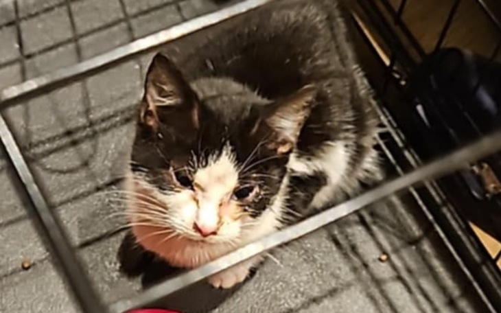 Mały kotek siedzący w klatce, z ciekawym wyrazem twarzy.