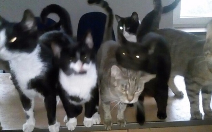 Zbiórka Ślepe,Niepelnosprawne,Chore.TOZ - zdjęcie główne