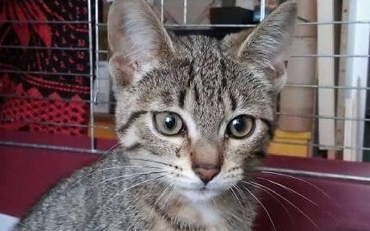 Kot z wyrazistymi oczami, patrzący w obiektyw.