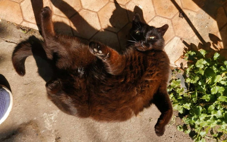 Zbiórka W majówkę podaruj mięska puszkę - zdjęcie główne