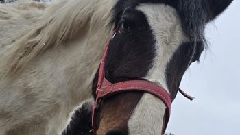 Zbiórka Laponia - miniaturka zdjęcia