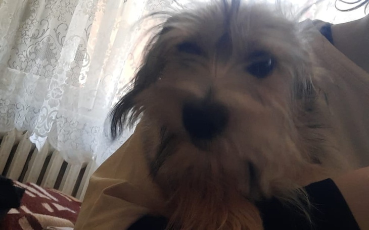 Zbiórka Pomoc dla zwiarzat, z Ukrainy - zdjęcie główne