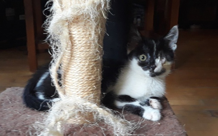 Zbiórka Ratowanie życia Winky - zdjęcie główne