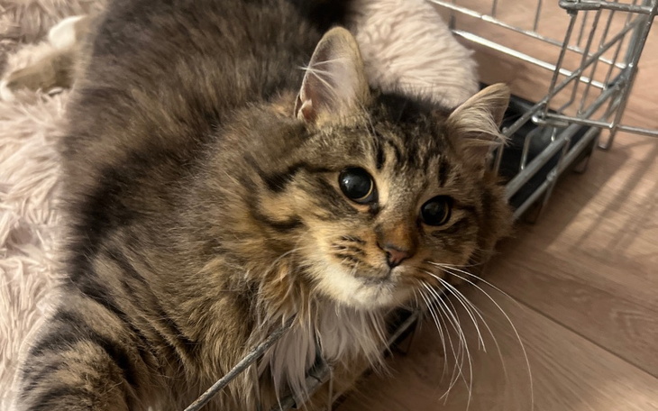 Kot leżący na podłodze, z wyrazistym futrem.