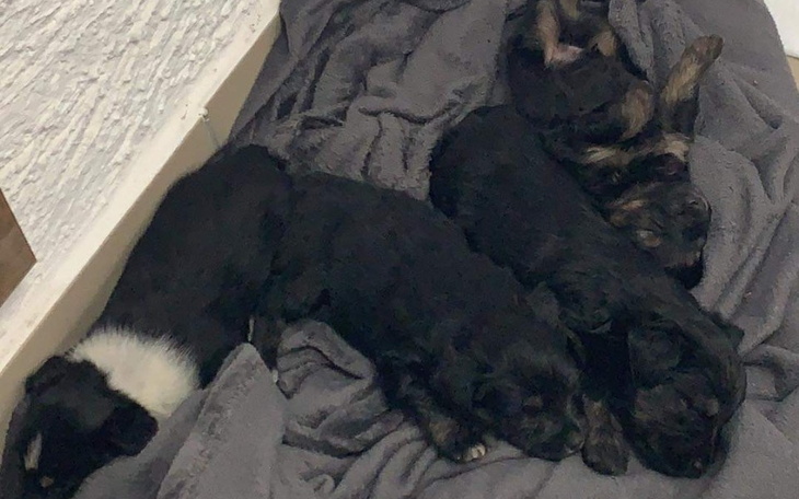 Zbiórka Maluszki proszą o pomoc - zdjęcie główne